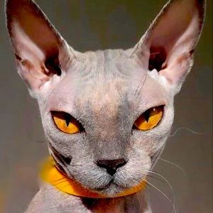 Meet your Posher, Adrianne